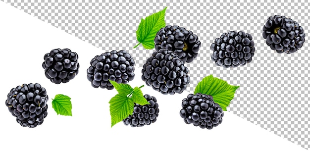 PSD falling blackberry isolated on white background with clipping path