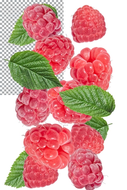 Falling fresh ripe raspberries and green leaves on a transparent background