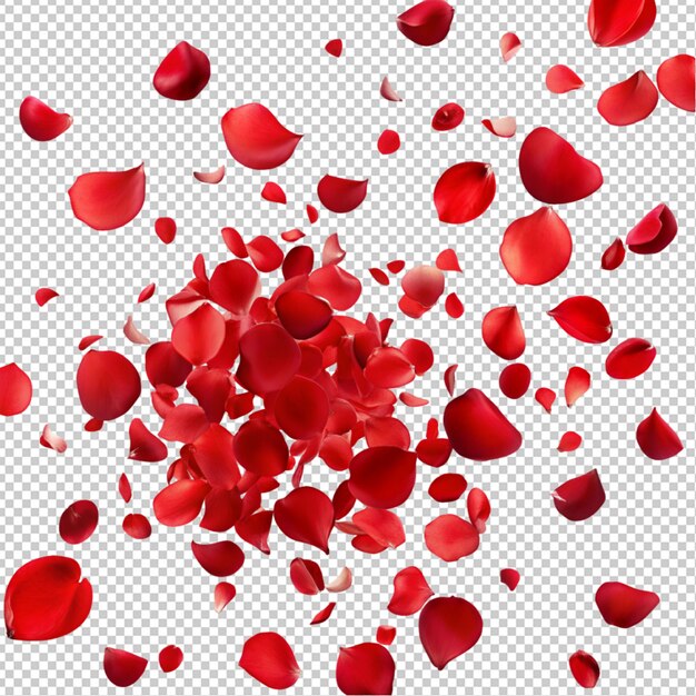 Falling red rose petals on transparent background