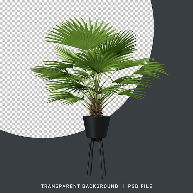 Fan palm 3d-rendering plant transparante geïsoleerde achtergrond