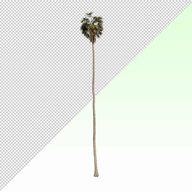 Веерная пальма