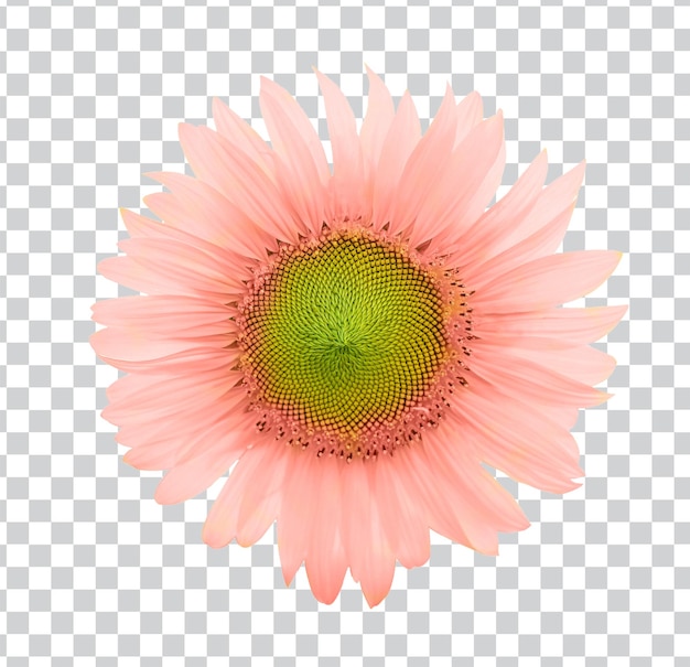 PSD fantasie verlaagt bloeien tegen een heldere lucht zonnebloemen op witte achtergrond foto premium psd