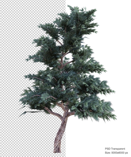 PSD rendering 3d isolato albero fantastico