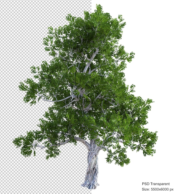 Rendering 3d isolato albero fantastico