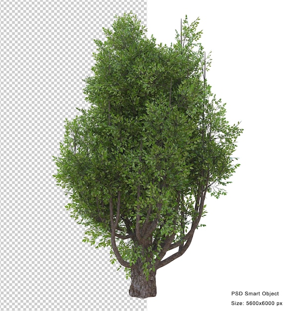 Rendering 3d isolato albero fantastico