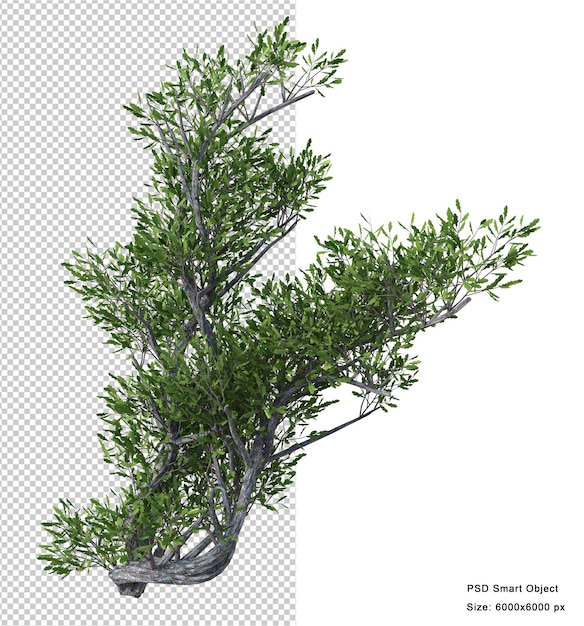 Rendering 3d isolato albero fantastico