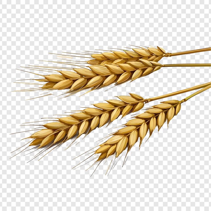 PSD farro isolated on transparent background