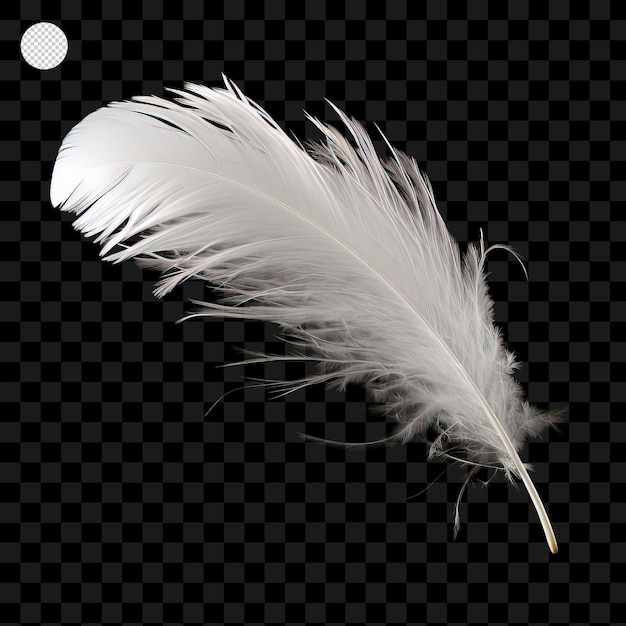 Feather isolated on transparent background png psd