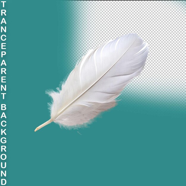 Feather isolated on transparent background