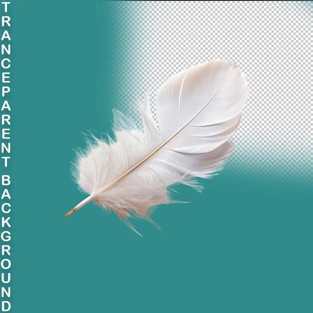 PSD feather isolated on transparent background