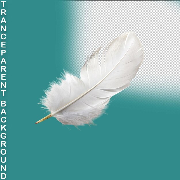 PSD feather isolated on transparent background