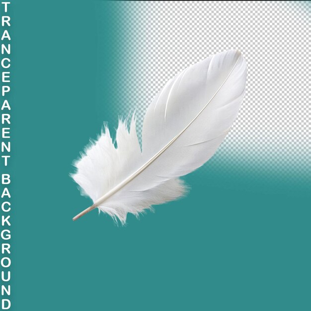 PSD feather isolated on transparent background