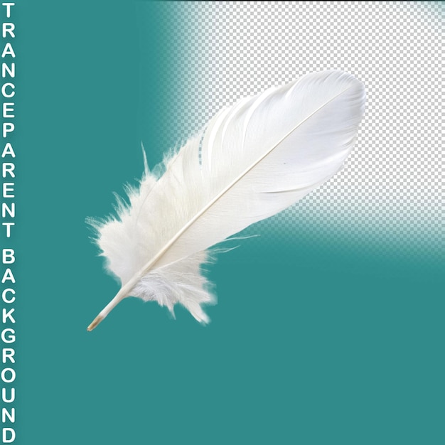 Feather isolated on transparent background