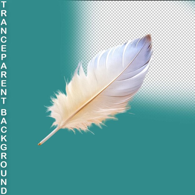 PSD feather isolated on transparent background