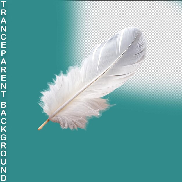 PSD feather isolated on transparent background