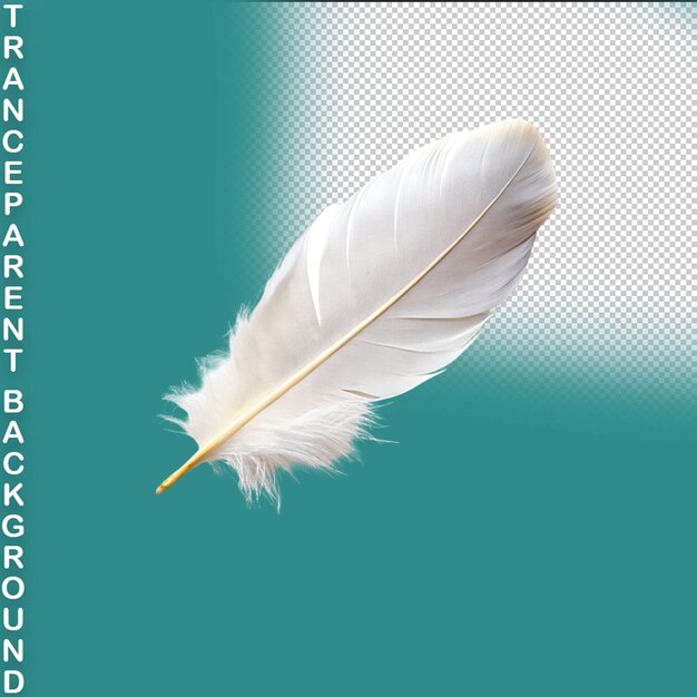 PSD feather isolated on transparent background