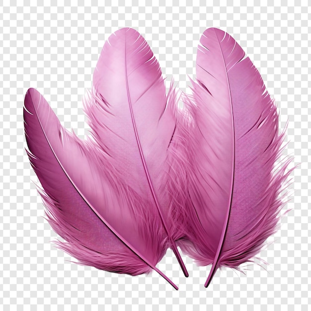 PSD feathers adorn a fashionable isolated on transparent background