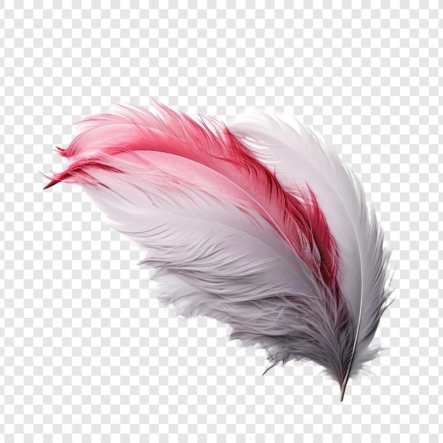 Feathers adorn a fashionable isolated on transparent background