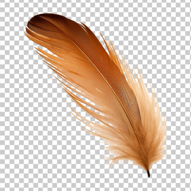 PSD feathers adorn a fashionable isolated on transparent background