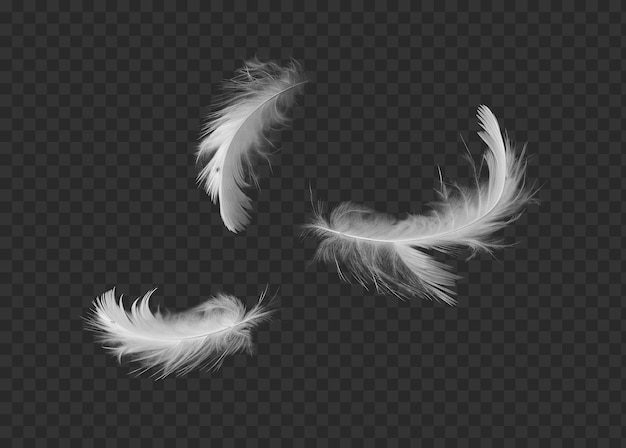 PSD feathers isolated on transparent background png psd