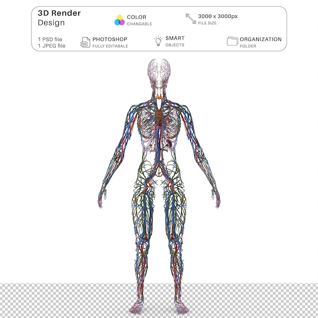 PSD anatomia del sistema circolatorio e linfatico femminile modellazione 3d psd file anatomia umana realistica