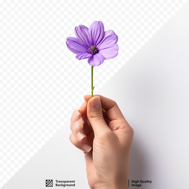 PSD mano femminile che tiene un fiore viola su sfondo bianco isolato