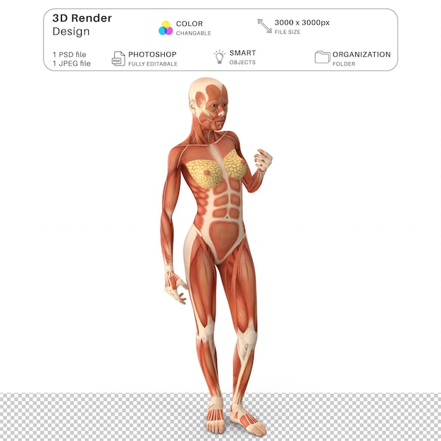 PSD anatomia dei muscoli umani femminili modellazione 3d psd file anatomia umana realistica