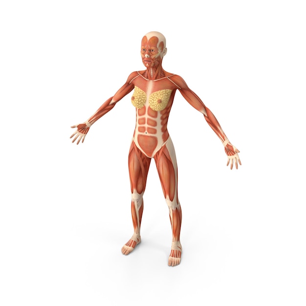 Female Muscular System Anatomy