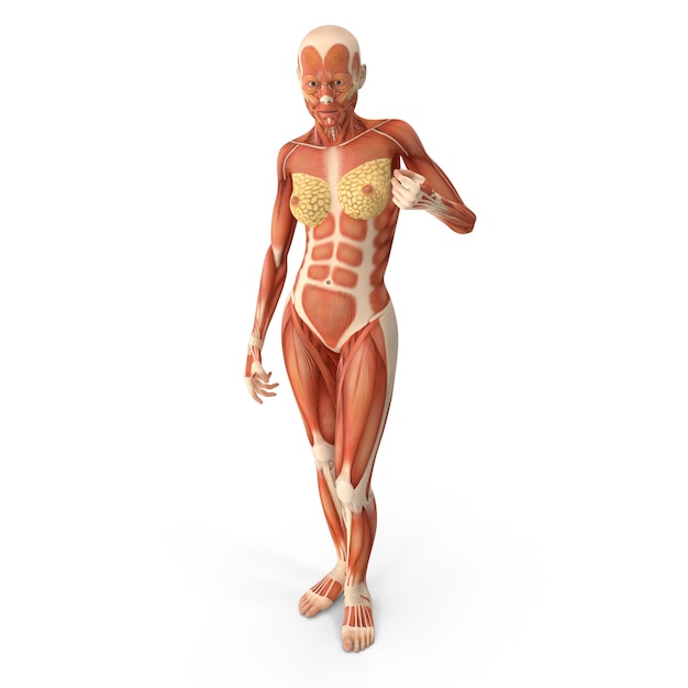 Female Muscular System Anatomy