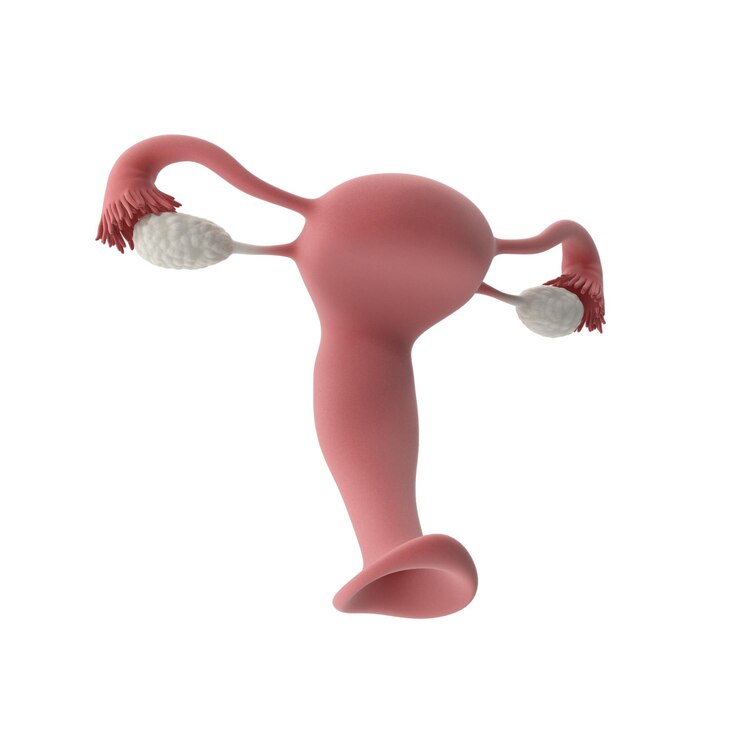 PSD female reproductive system diagram editable medical illustration for health science and anatomy