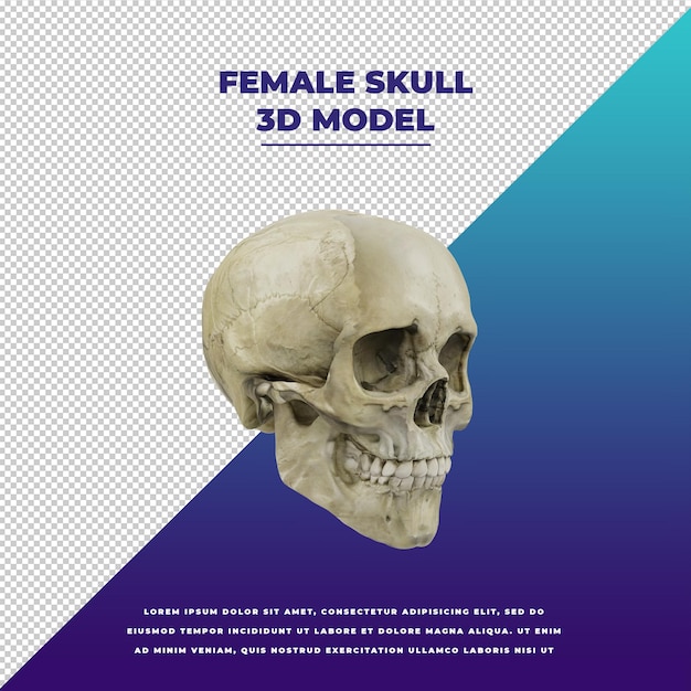 PSD female skull