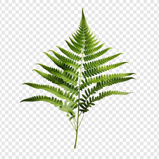 PSD fern flower isolated on transparent background