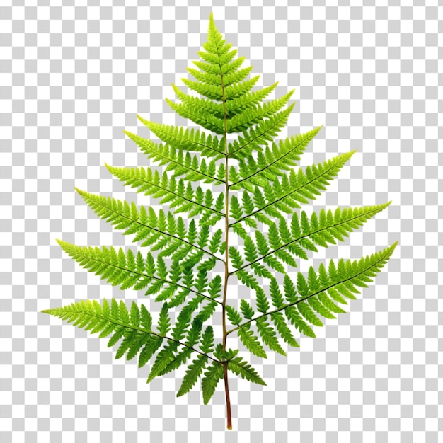 PSD fern flower isolated on transparent background