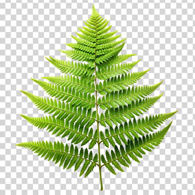 PSD fern flower isolated on transparent background