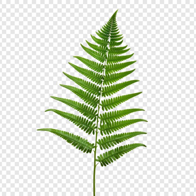 PSD fern flower png isolated on transparent background