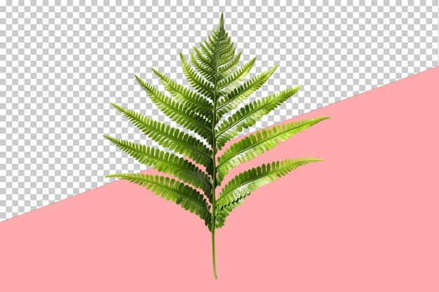 PSD fern frond isolated object transparent background