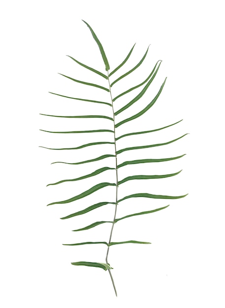 PSD fern leaf isolated on white background