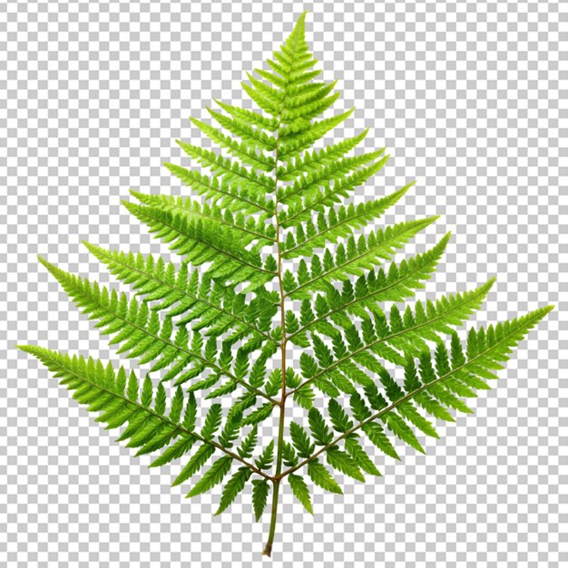 PSD fern leaf on transparent background