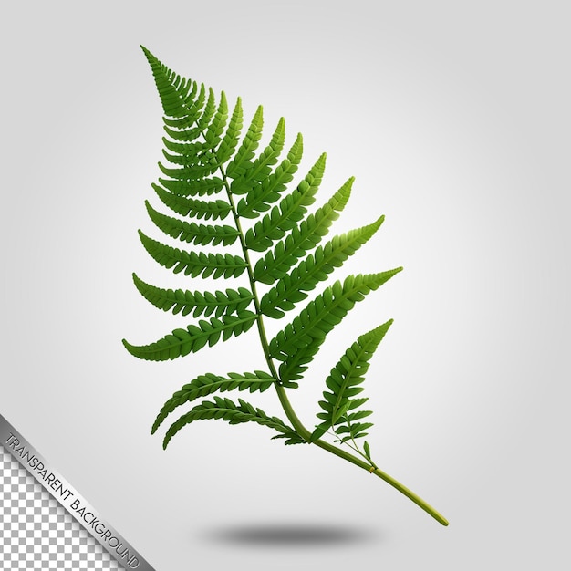 PSD fern leaf transparent background