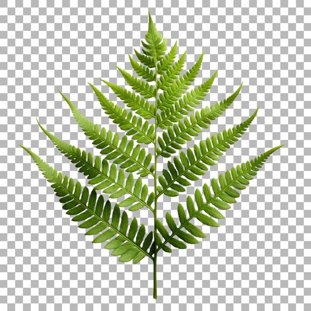 Fern leaf on transparent background