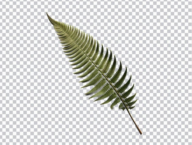 Fern leaves png