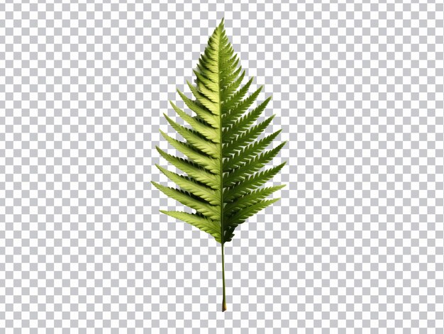 PSD fern leaves png