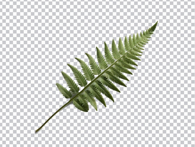 PSD fern leaves png