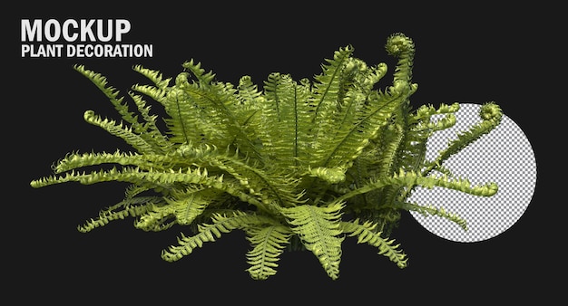 PSD fern plants isolated , variety of small plants isolated small plants clipping path