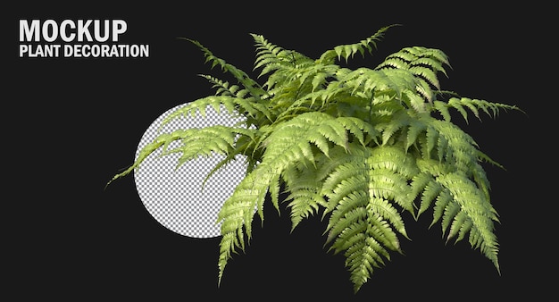 PSD fern plants isolated , variety of small plants isolated small plants clipping path