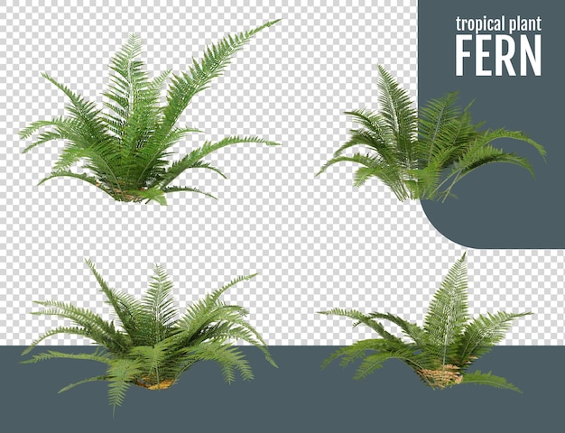 PSD fern on a transparent background