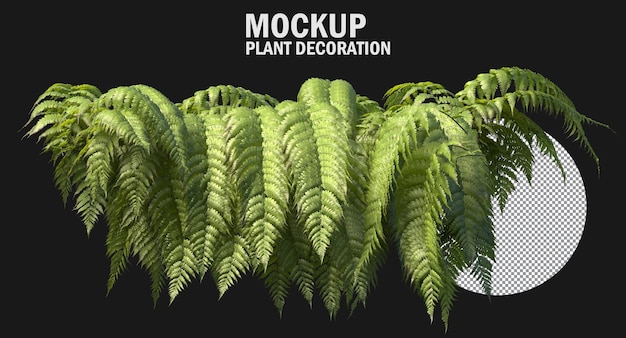 Ferns isolated, variety of small plants clipping path