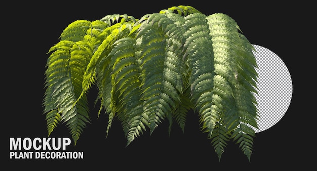 PSD ferns isolated, variety of small plants clipping path