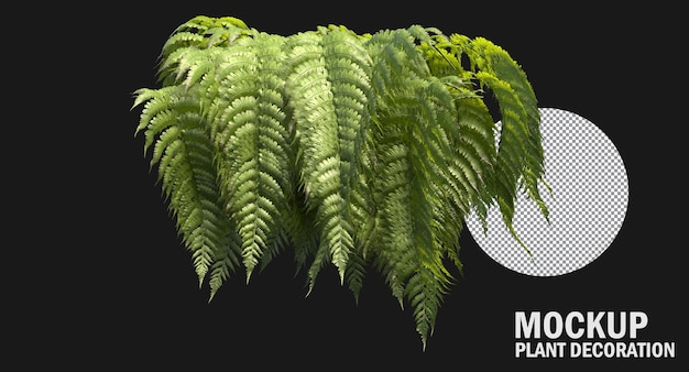 PSD ferns isolated, variety of small plants clipping path