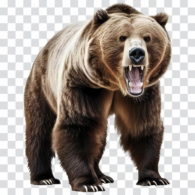Ожесточенный медведь-гризли изолирован на прозрачной